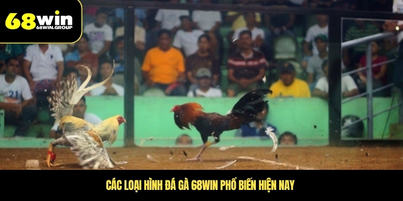Các loại hình đá gà 68WIN phổ biến hiện nay 