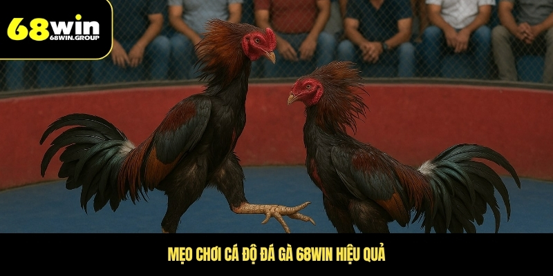 Mẹo chơi cá độ đá gà 68WIN hiệu quả
